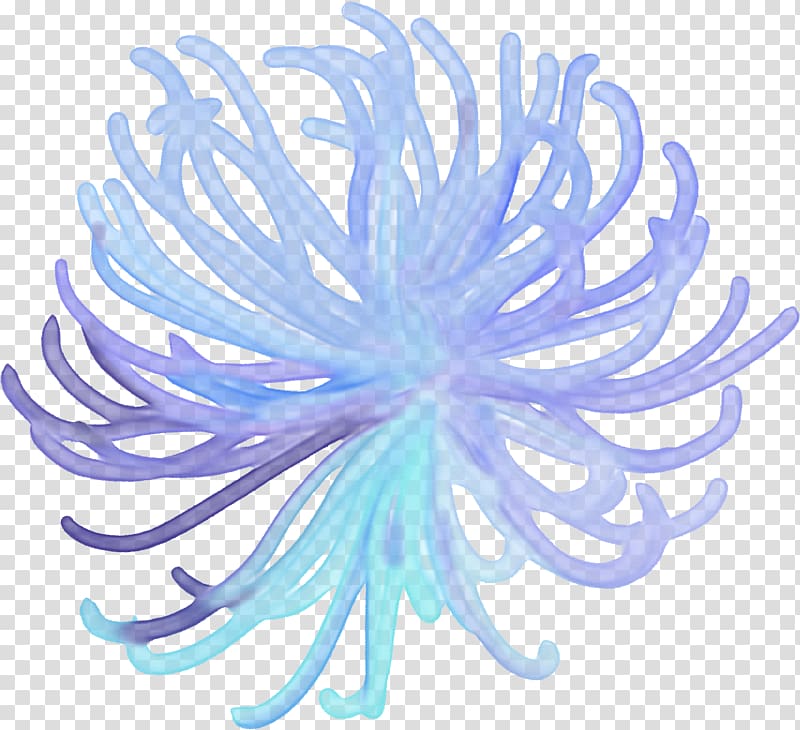 Sea anemone Animal , seahorses transparent background PNG clipart