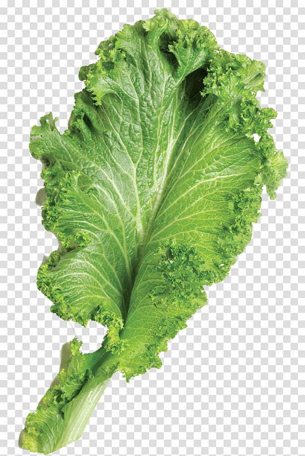 green lettuce, Leaf Brassica juncea Vegetable, Mustard Greens transparent background PNG clipart