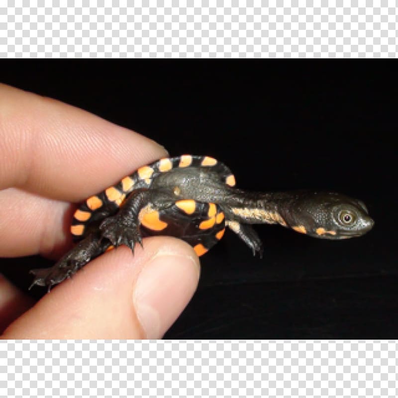 Gecko Eastern long-necked turtle Newt Reptile, turtle transparent background PNG clipart