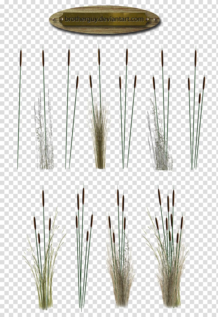 Hoary Artist , reeds transparent background PNG clipart