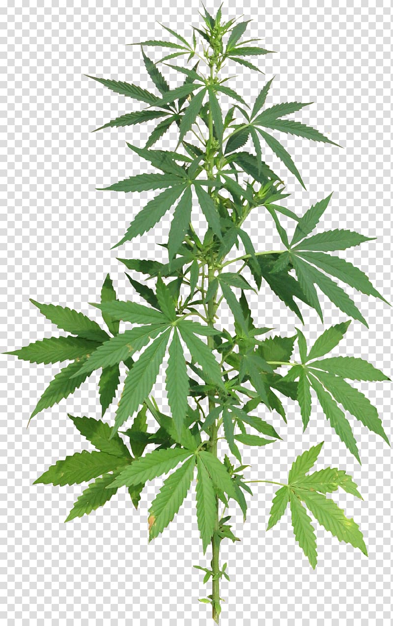 weed plant clipart