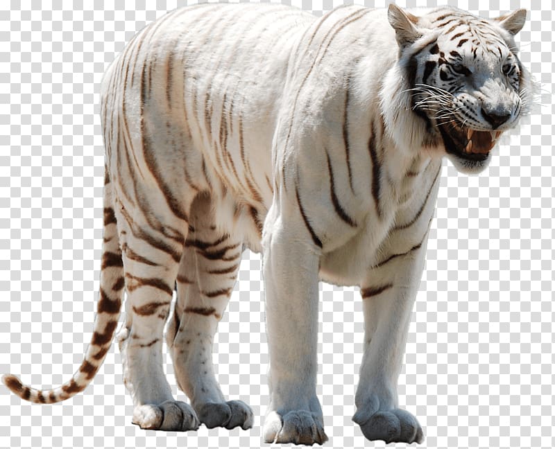 albino tiger , White Tiger Nervous transparent background PNG clipart