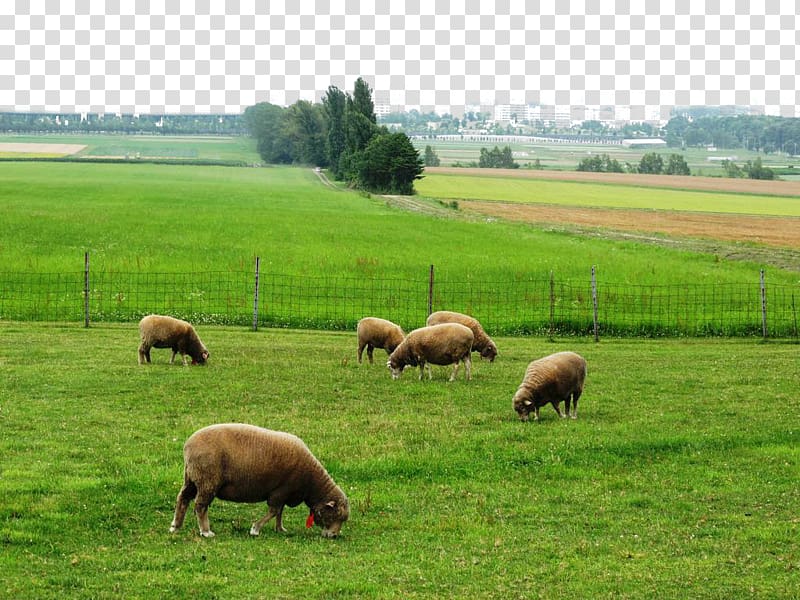 Hitsujigaoka Observation Hill Sheep Meadow Prospect Park, Sapporo observatory scenic hill sheep transparent background PNG clipart