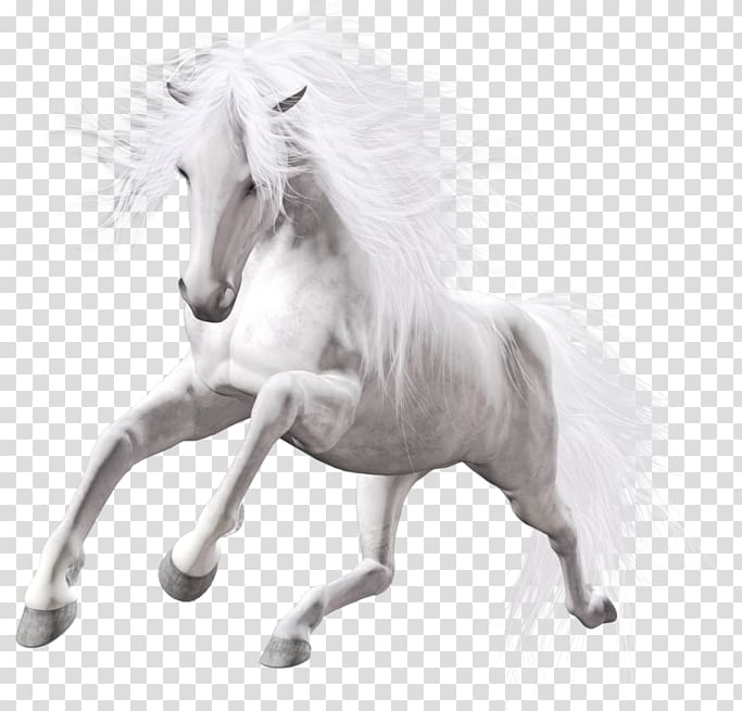 Horse White Stallion, White Horse Art, white horse illustration transparent background PNG clipart