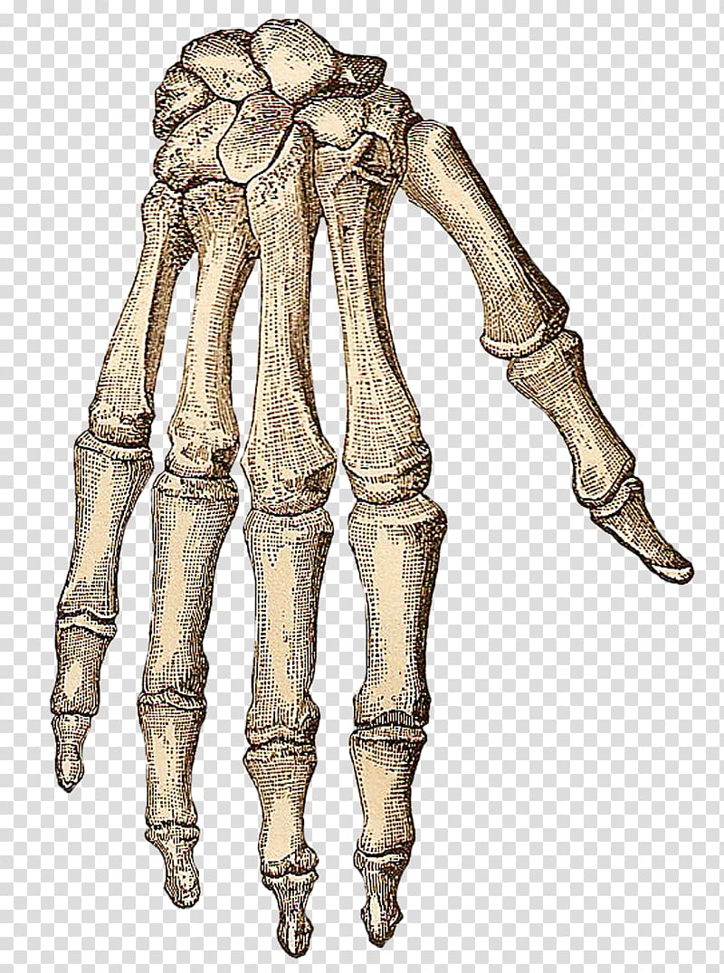 white and brown skeleton hand art, Human skeleton Hand Bone , Skeleton transparent background PNG clipart