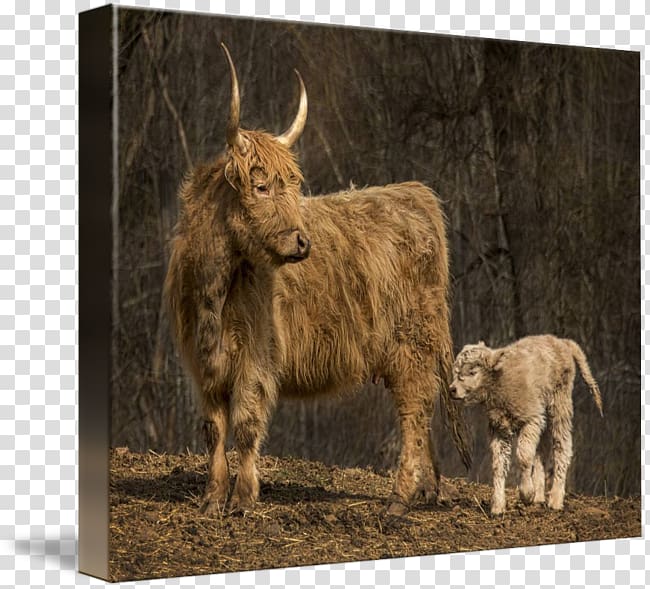 Highland cattle Domestic yak Ox kind Horn, Scottish Highlands transparent background PNG clipart