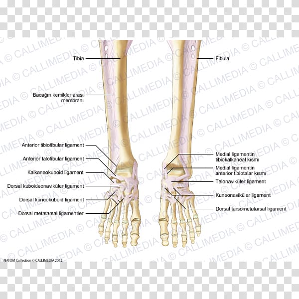 Finger Foot Ligament Anatomy Human leg, endocrine transparent background PNG clipart