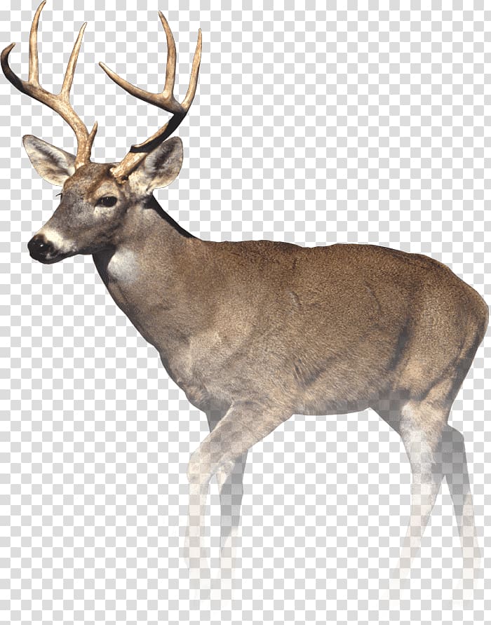 White-tailed deer T-shirt Eye Deer hunting, deer transparent background PNG clipart