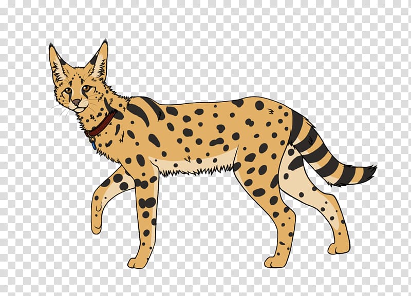 Whiskers Cheetah Wildcat Dog, cheetah transparent background PNG clipart