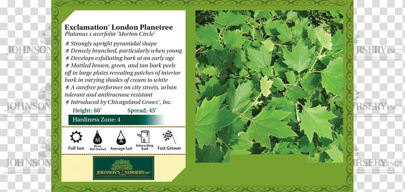 American sycamore London plane Keyword Tool Tree Leaf, Platanus Orientalis transparent background PNG clipart