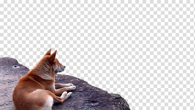 MPEG-4 Part 14, Wolves animal physical map transparent background PNG clipart