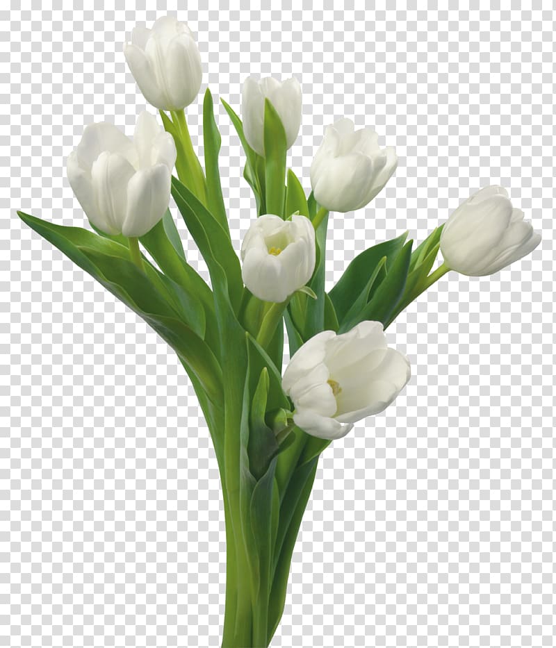 Tulip Flower bouquet White Blue rose, tulip transparent background PNG clipart