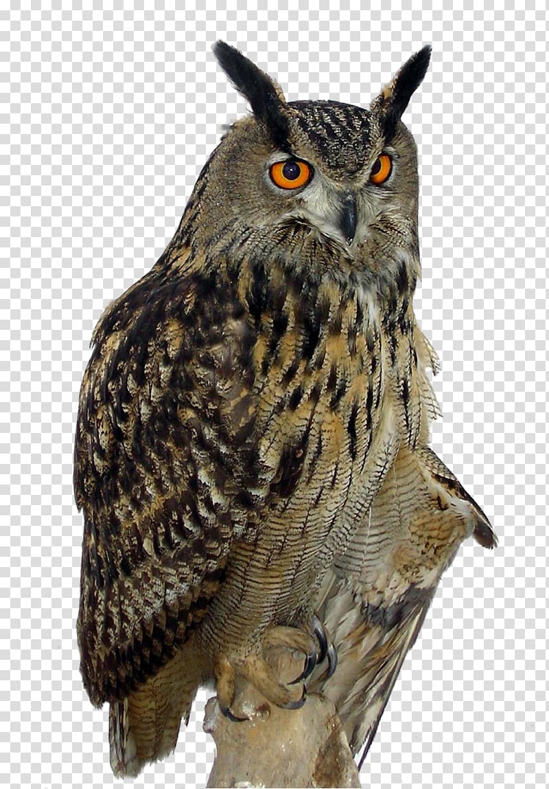 Great Horned Owl Eurasian eagle-owl Bird, Hyperopia owl pull creative HD Free transparent background PNG clipart