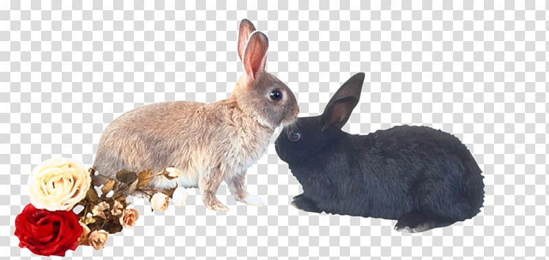 Domestic rabbit European rabbit Hare, Snuggle two rabbits transparent background PNG clipart
