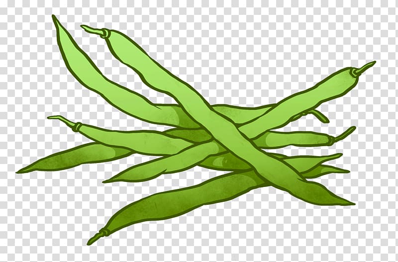 Green bean transparent background PNG clipart