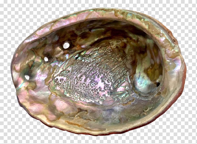 Clam Abalone, others transparent background PNG clipart