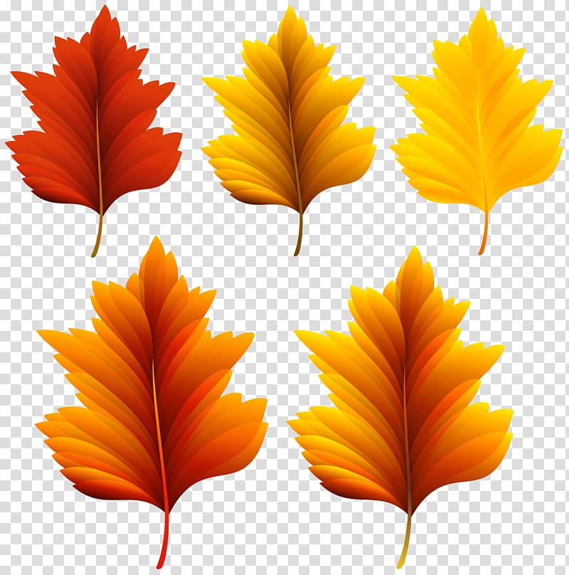five yellow and red leaves, Autumn leaf color , Beautiful Fall Leaves Set transparent background PNG clipart