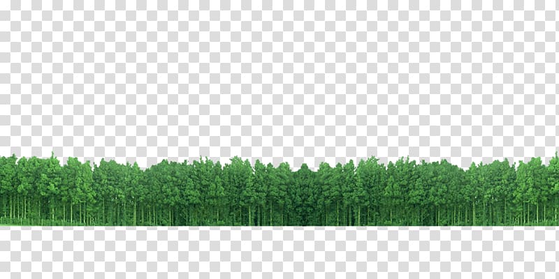 Lawn Grasses Green Angle Pattern, forest transparent background PNG clipart