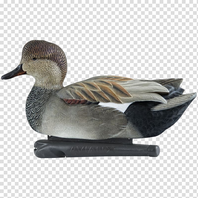 Duck decoy Mallard Bird Gadwall, duck transparent background PNG clipart