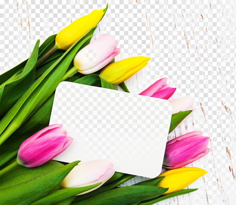 Tulip Flower Poster, Beautiful tulips and a card transparent background PNG clipart