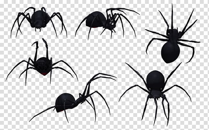 Spider Southern black widow , Black widow spider transparent background PNG clipart