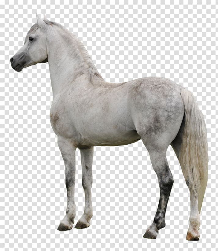 American Paint Horse Mustang Appaloosa Pony Stallion, mustang transparent background PNG clipart