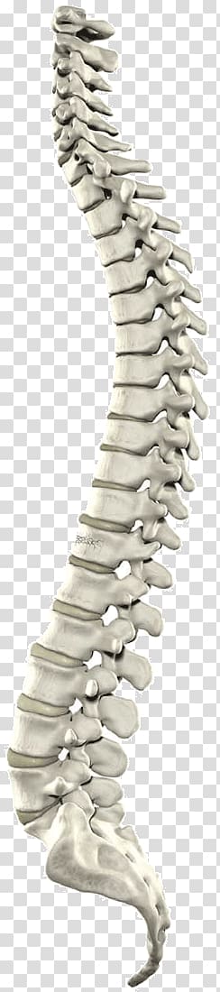 Myelography Spinal cord Vertebral column Spinal canal Computed tomography, Spinal Cord transparent background PNG clipart