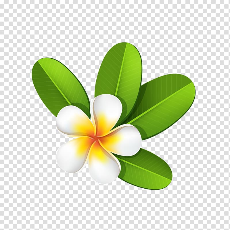 flowers,flowers transparent background PNG clipart