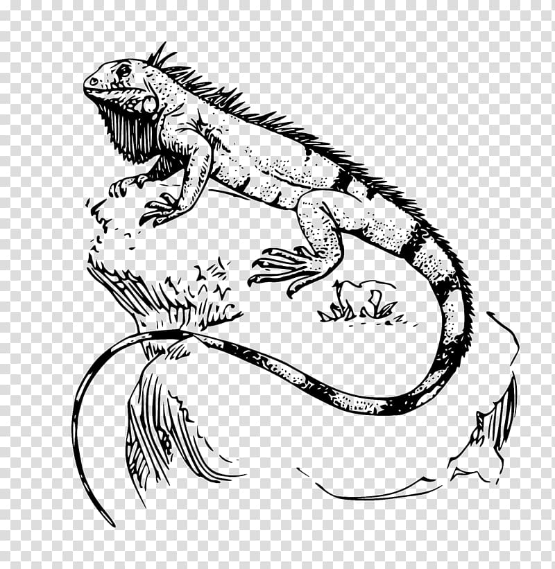 Green iguana Lizard Reptile Drawing, iguana transparent background PNG clipart