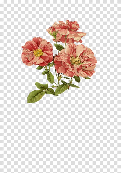 Arthur Harry Church: The Anatomy of Flowers, Street Flower transparent background PNG clipart