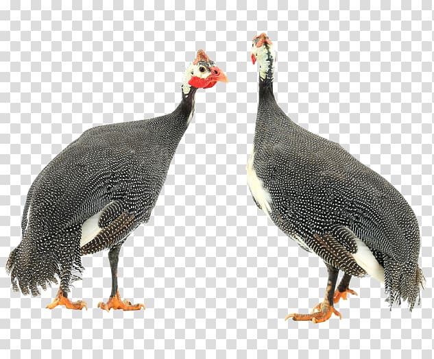 Turkey meat Fauna Chicken as food Beak Domestication, Domestic Guineafowl transparent background PNG clipart