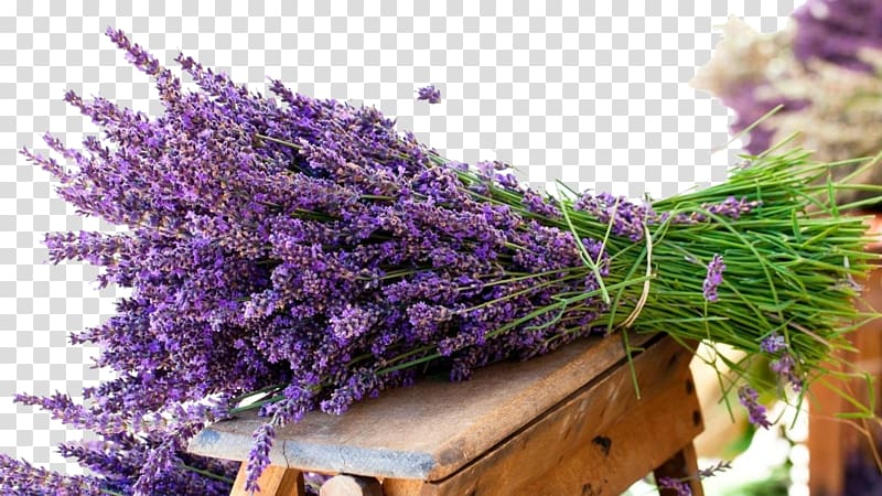 lavender pull free transparent background PNG clipart