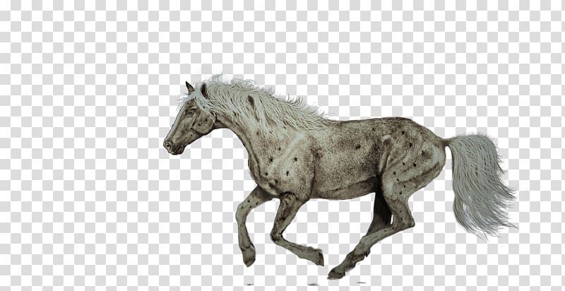 American Quarter Horse Lipizzan Shire horse Friesian horse Hanoverian horse, running horse transparent background PNG clipart