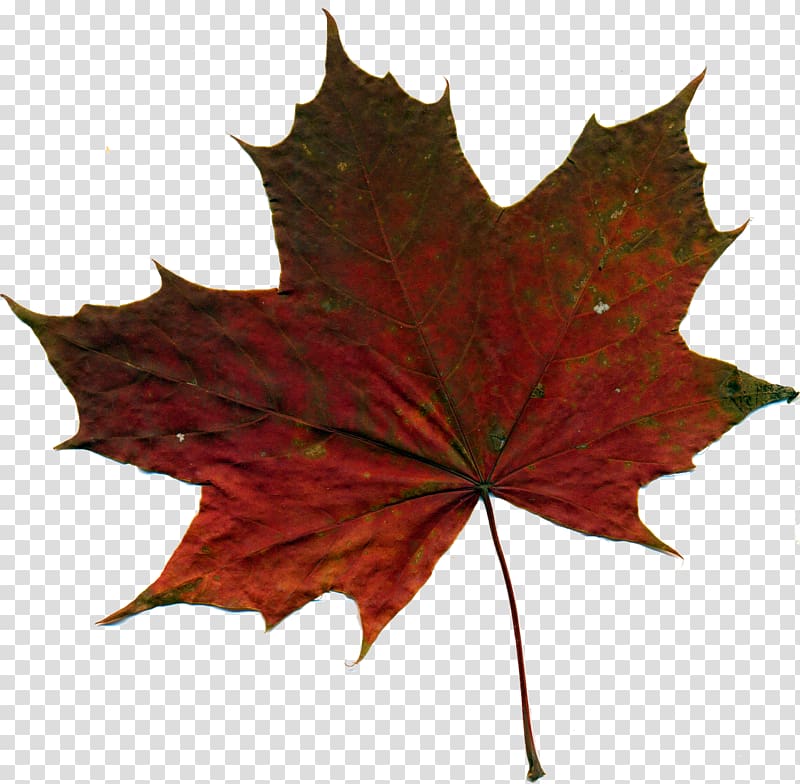 Jammu and Kashmir, leaves-fall transparent background PNG clipart