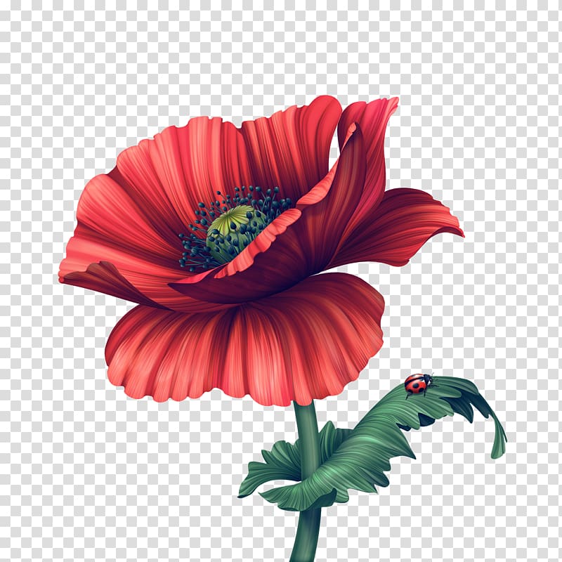 Ladybird poppy Flower Common poppy, others transparent background PNG clipart