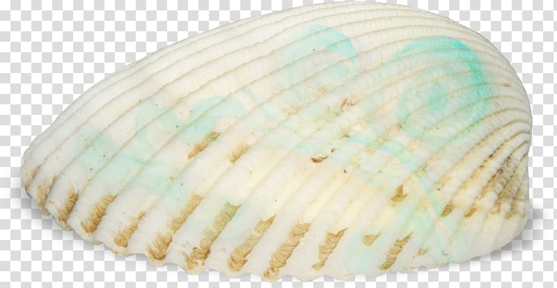 Cockle Seashell Seafood, shell transparent background PNG clipart