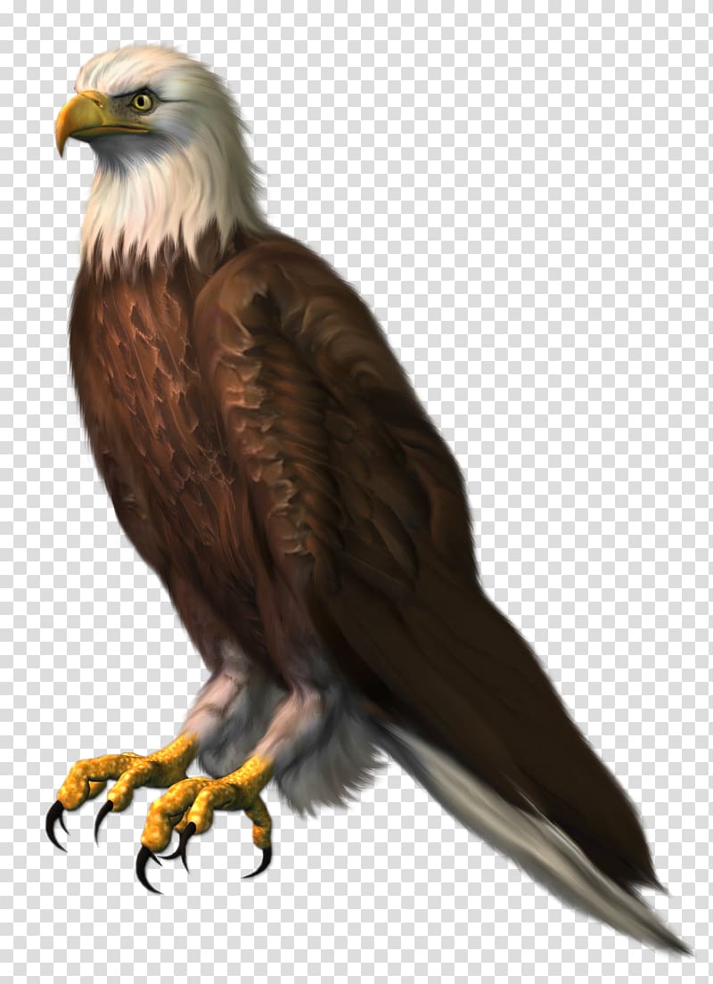 Bald Eagle , Eagle , brown and white eagle transparent background PNG clipart