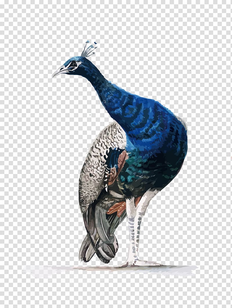 Watercolor painting Asiatic peafowl, Peacock transparent background PNG clipart