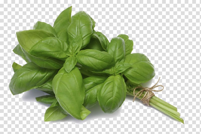 Basil Pesto Caprese salad Panzanella Tom yum, basil transparent background PNG clipart