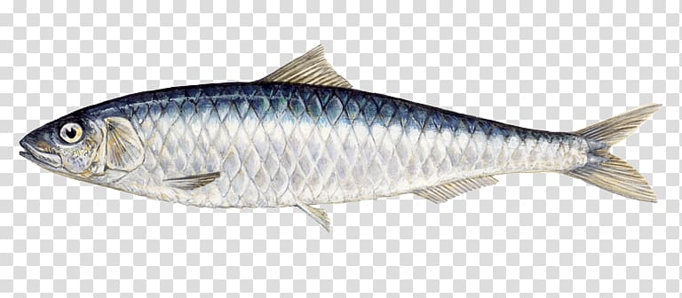Indian oil sardine Oily fish Food, fish transparent background PNG clipart