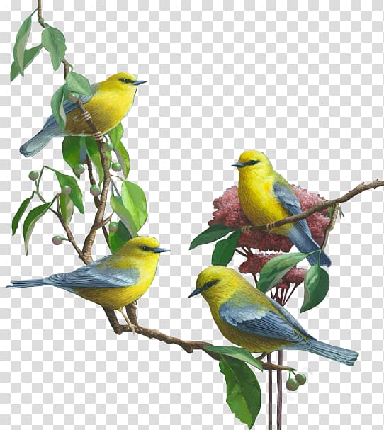 Lovebird Parrot Budgerigar Cockatiel, Bird transparent background PNG clipart