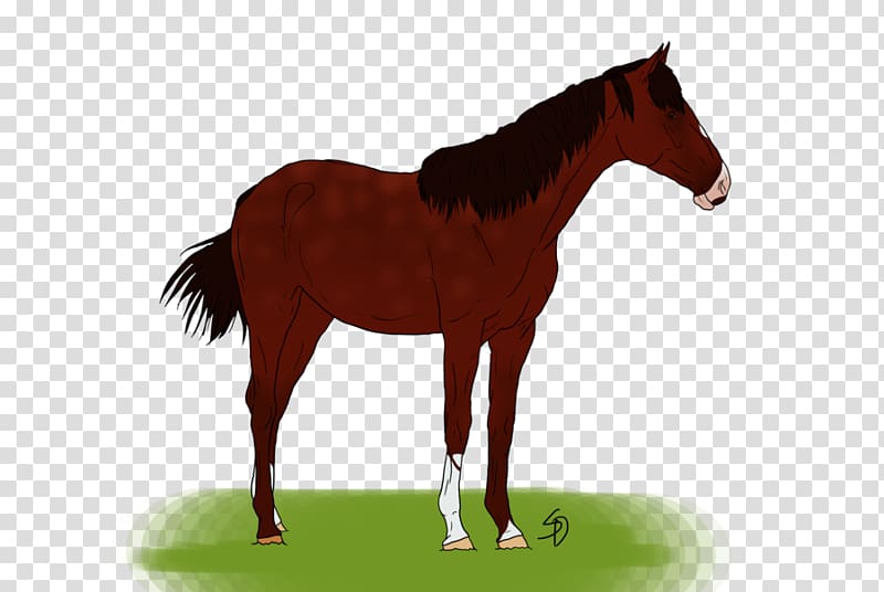 Foal Colt Stallion Mustang Pony, grown ups transparent background PNG clipart