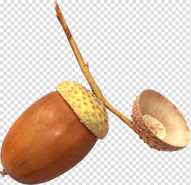 Acorn Auglis Scape, acorn transparent background PNG clipart