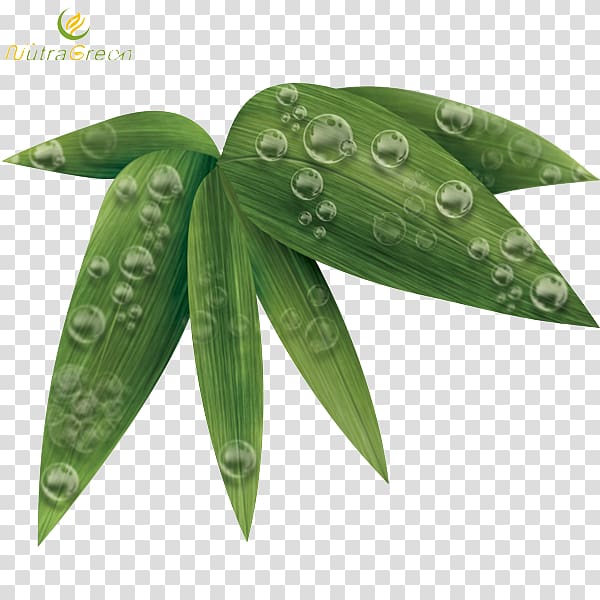 Leaf Bamboo, Bamboo Leaf transparent background PNG clipart