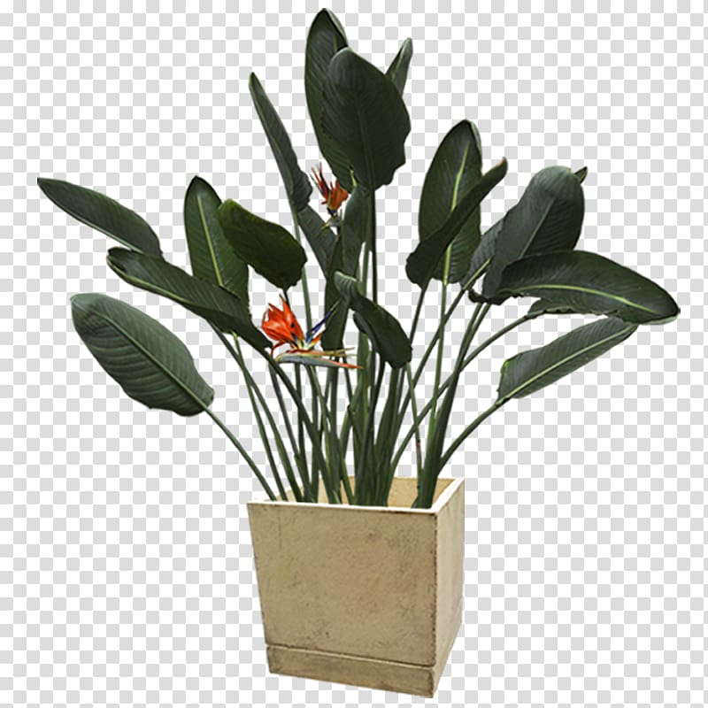 Flowerpot Plant , plant transparent background PNG clipart