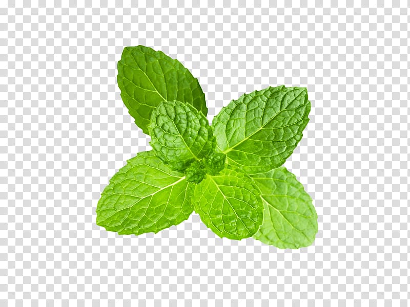 Peppermint Clipping path Mentha spicata, others transparent background PNG clipart