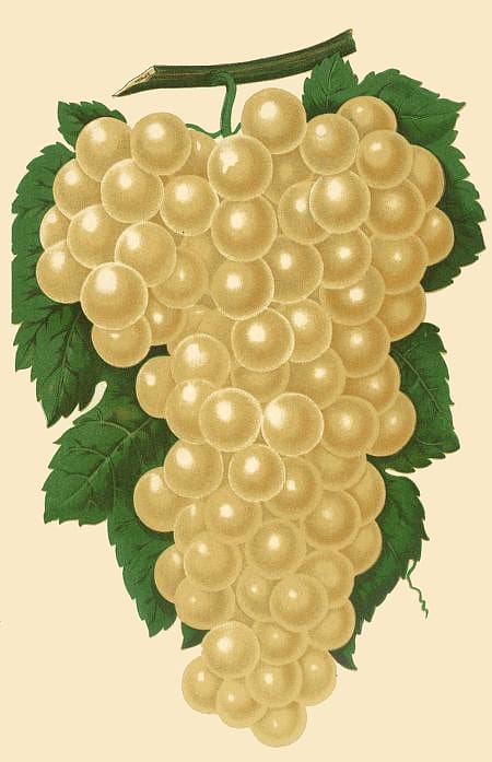 Muscat Wine Petit Manseng Grape Frutti di bosco, Grapes Drawing transparent background PNG clipart