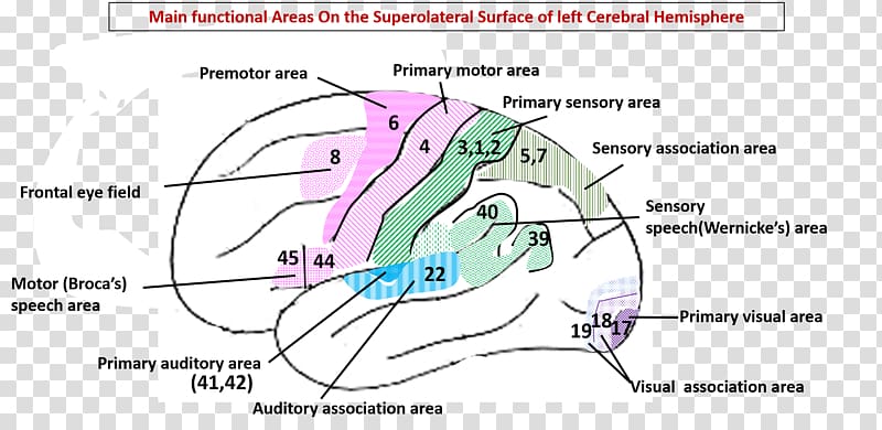 Cerebral hemisphere Brain Cerebral cortex Grey matter Cerebrum, Brain transparent background PNG clipart