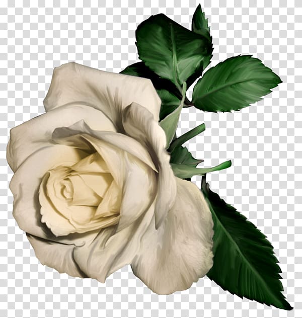 white rose illustration, Rose White Flower , White Painted Rose transparent background PNG clipart