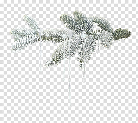 Winter Leaf, Winter branches transparent background PNG clipart